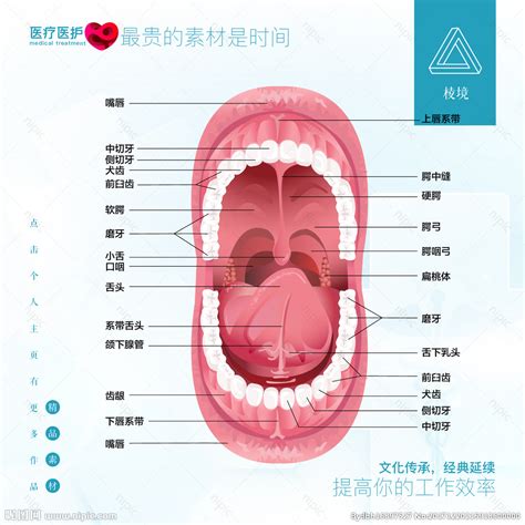 嘴巴器官